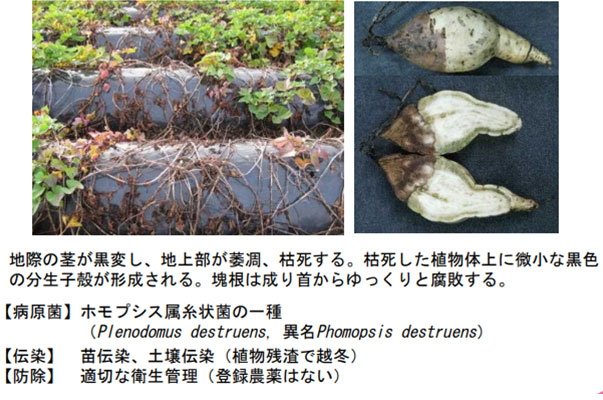 サツマイモ基腐病（仮称）